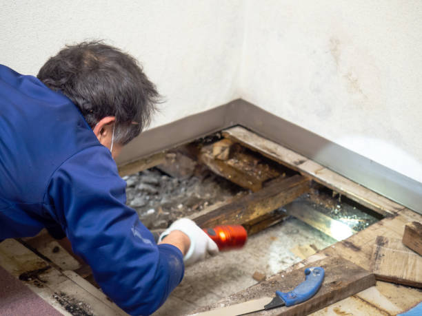 Best Professional Mold Removal  in Leetonia, OH