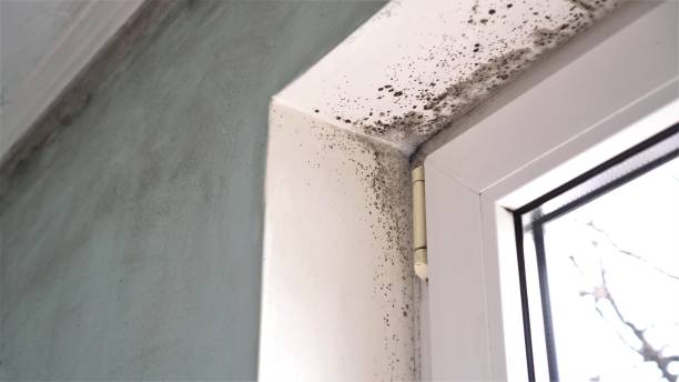 Best Emergency Mold Removal  in Leetonia, OH