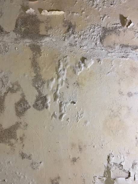 Best Certified Mold Removal  in Leetonia, OH