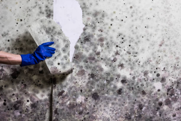 Professional Mold Removal in Leetonia, OH