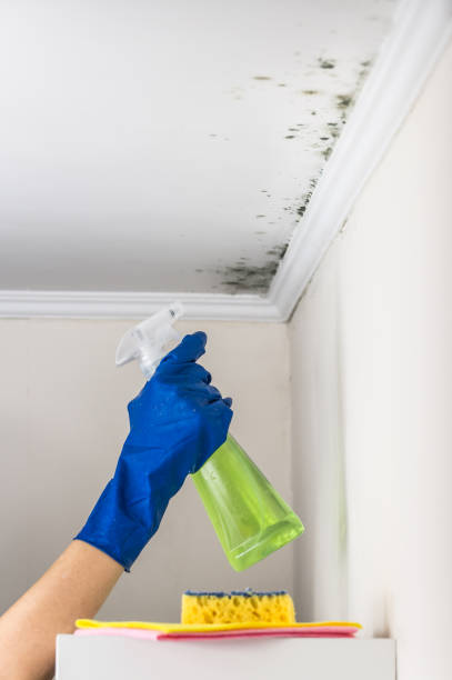 Best Mold Removal and Inspection  in Leetonia, OH