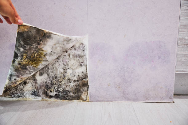 Attic Mold Removal in Leetonia, OH